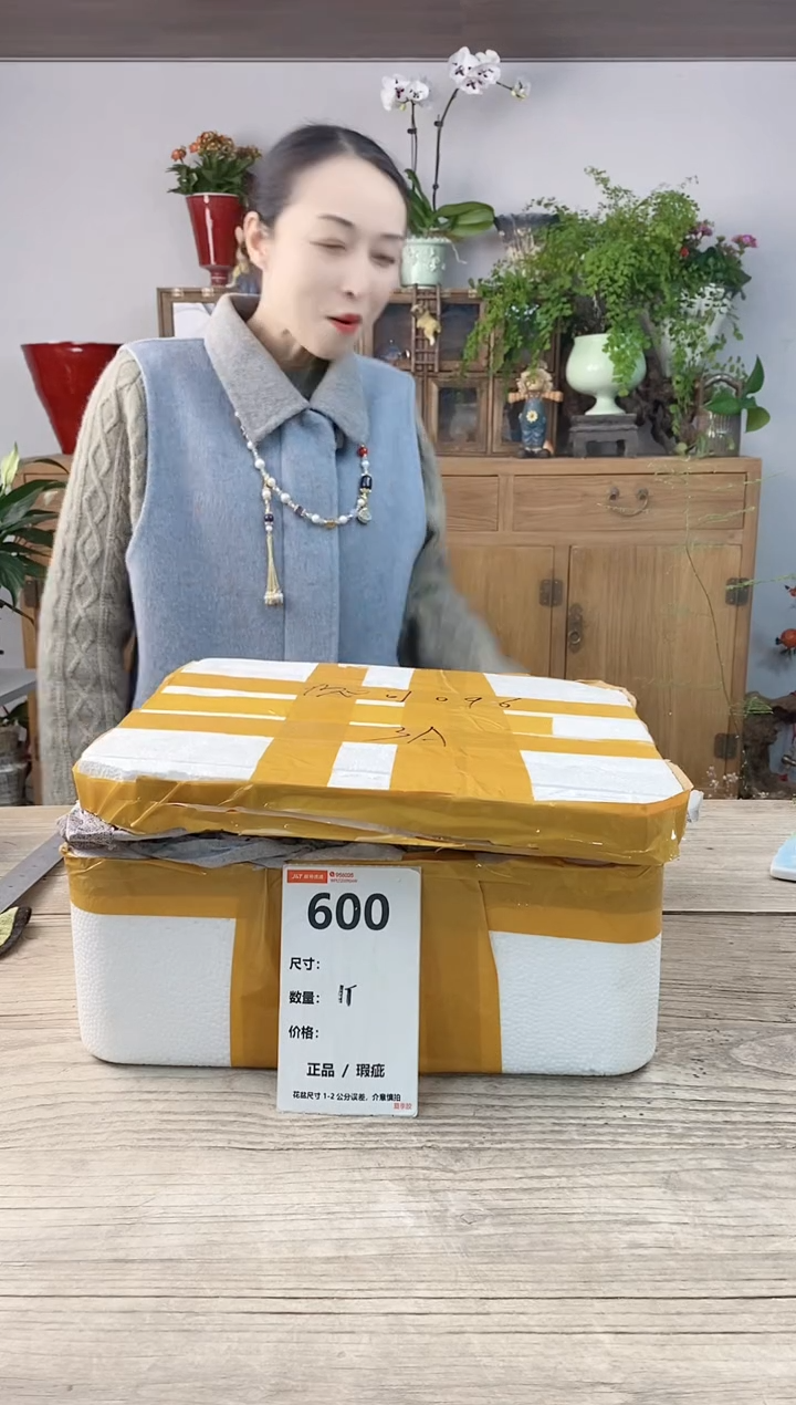 小玩子花盆直播编号600