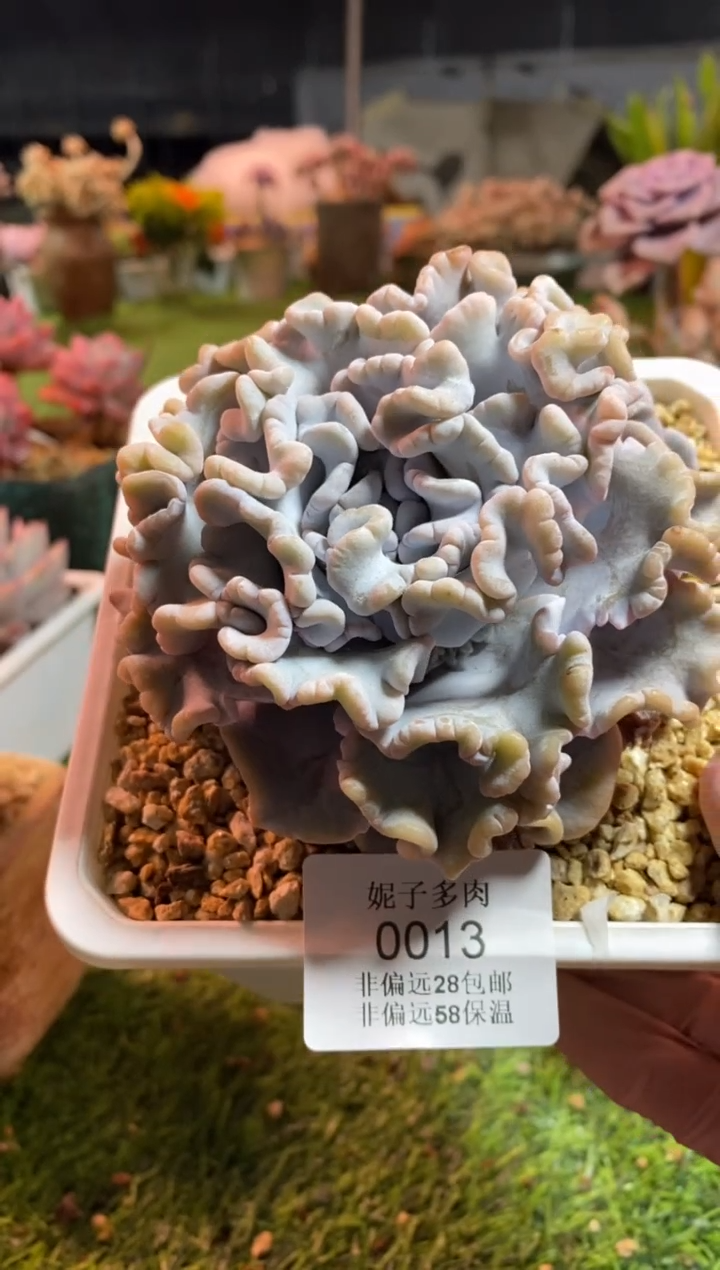 【闪购商品】0013a