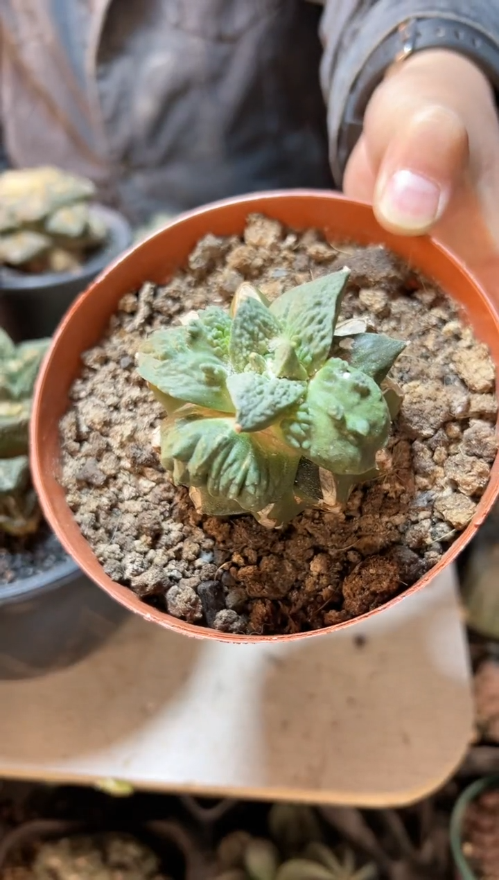 【闪购商品】54号苗接无根村主怒5.8公分