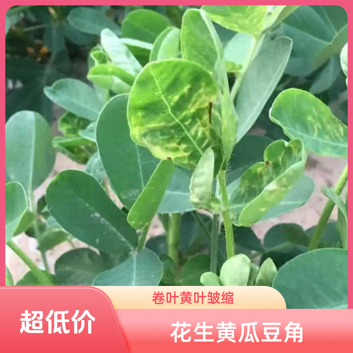花生豆角黄瓜黄叶花叶卷叶 含氨基酸水溶肥【多种方案 随机发货】