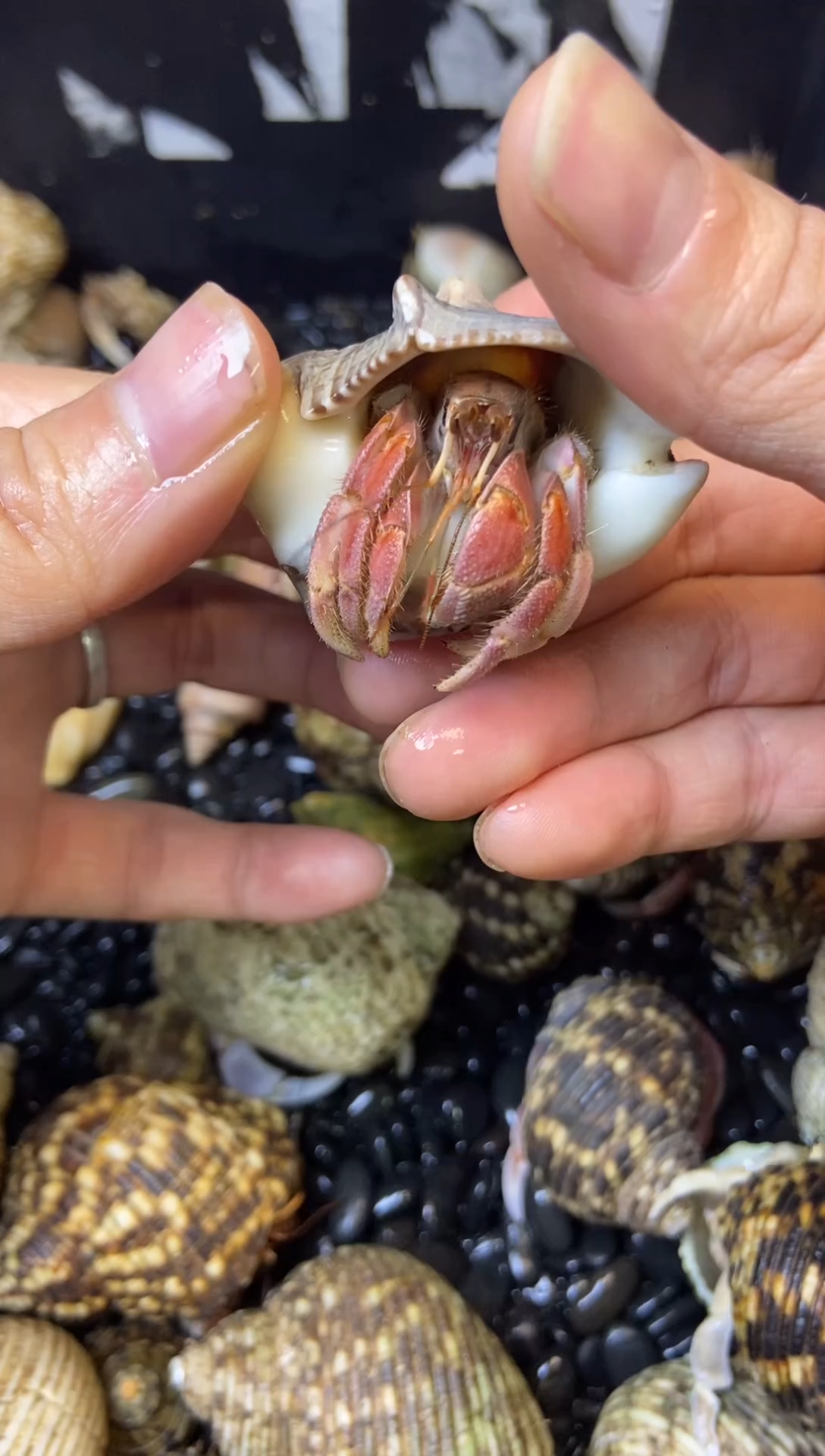 2.4扁口芭乐粉外彩