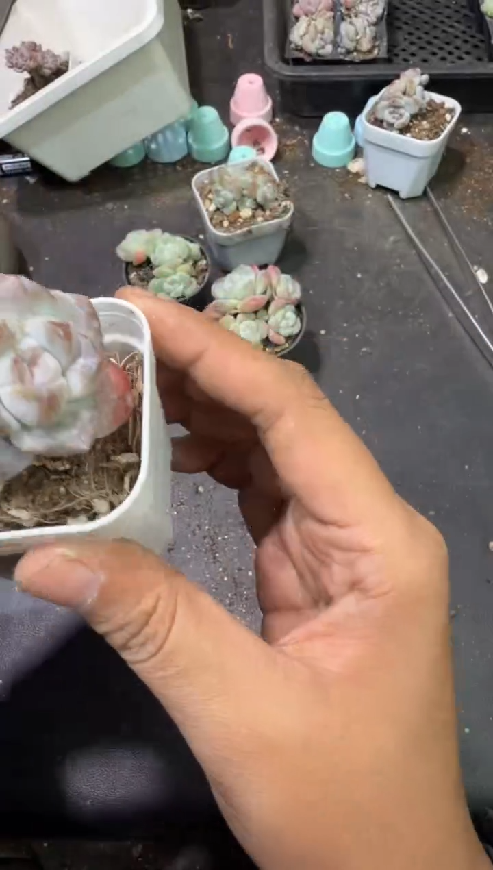 小*李158号江北多肉-到手一筐