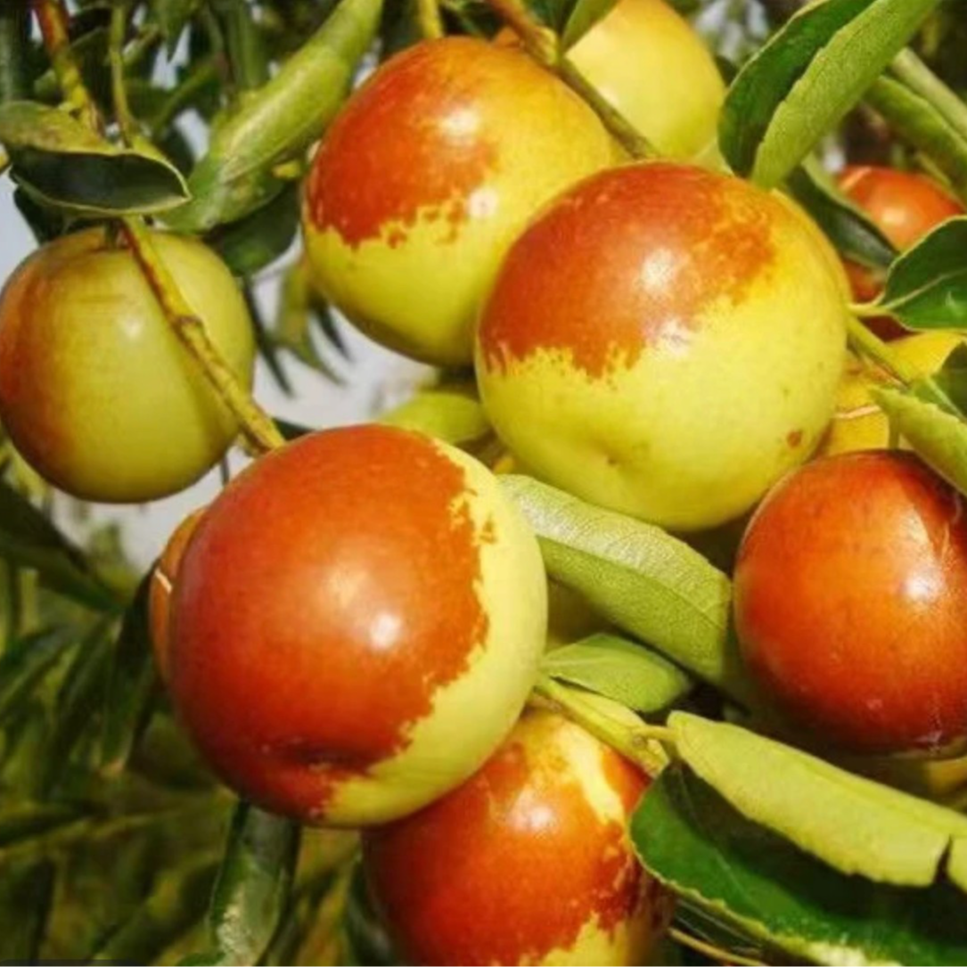 活苗枣树活苗南北方脆甜大枣冬枣 盆栽地栽果树苗当年结果