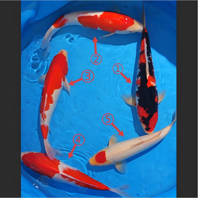 鲤物甄选  血统精品锦鲤 盆照编号自选 顺丰包邮到家 40-45CM