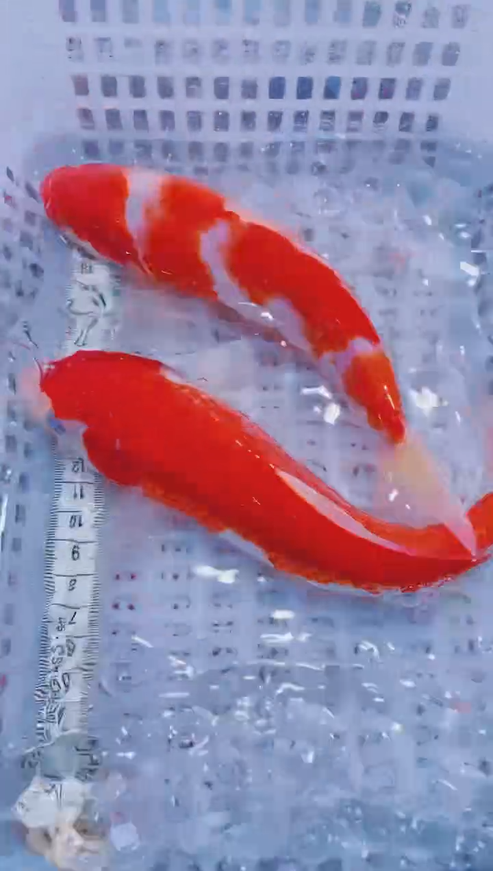 锦鲤血统锦鲤全场包邮211