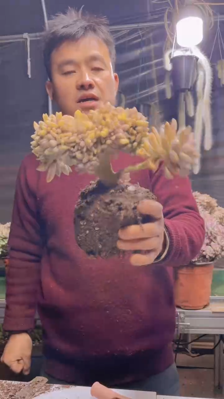 352淡雪缀化一物一拍