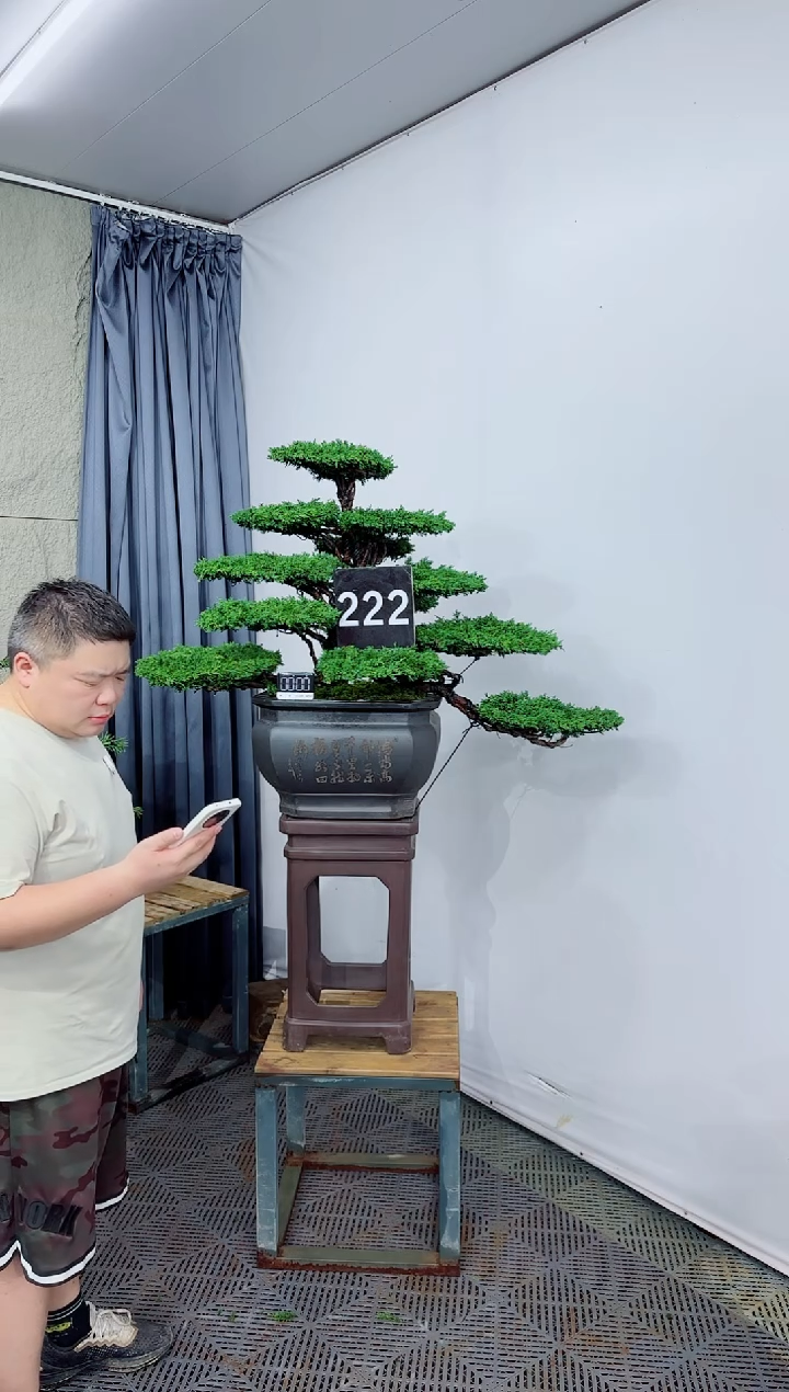 无花朵盆景济州真柏