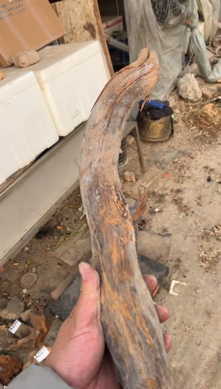 柏木（崖柏）用****5太行崖柏棍子