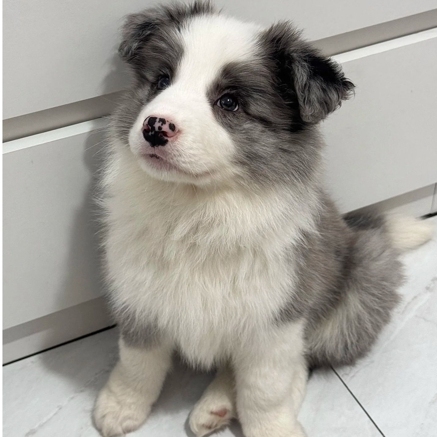 （旺财宠物）T狗狗活体