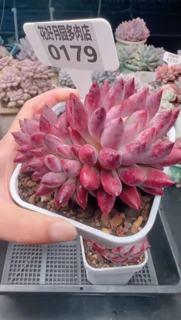 【闪购商品】0179.