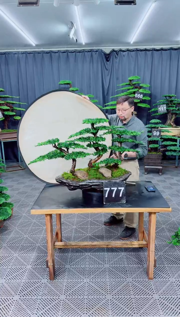 以实际为准罗汉松盆景...