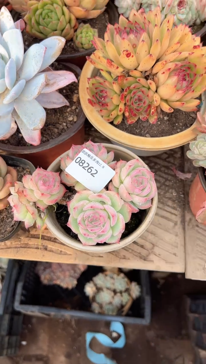 跳****糕阿迷洲多肉花卉08262