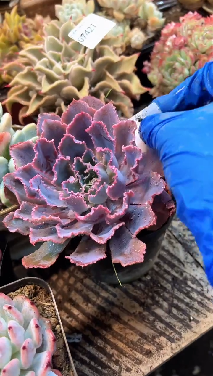 夕*阳多肉植物一物一拍07422