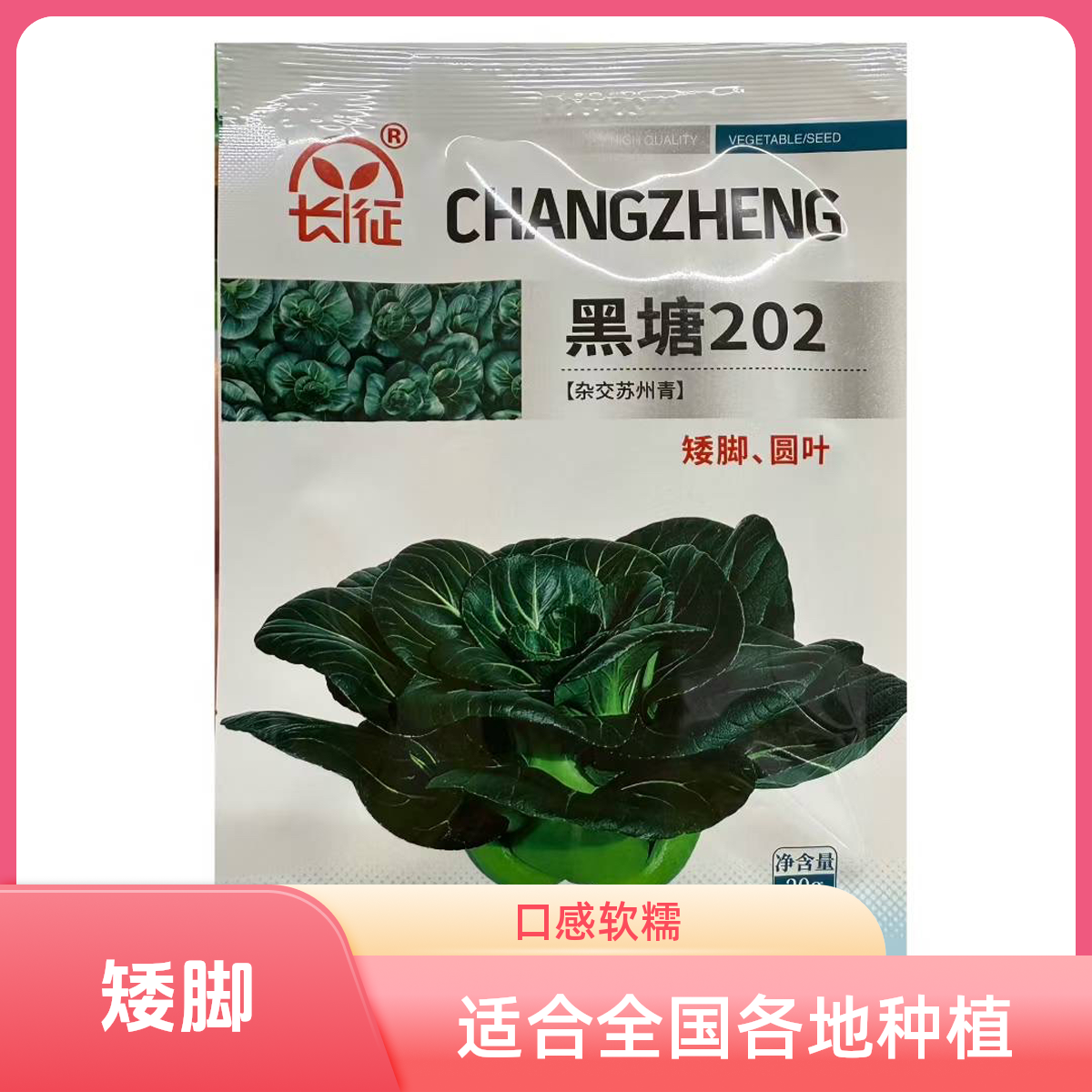 耐寒黑塘202矮脚青梗菜种子口感软糯好吃