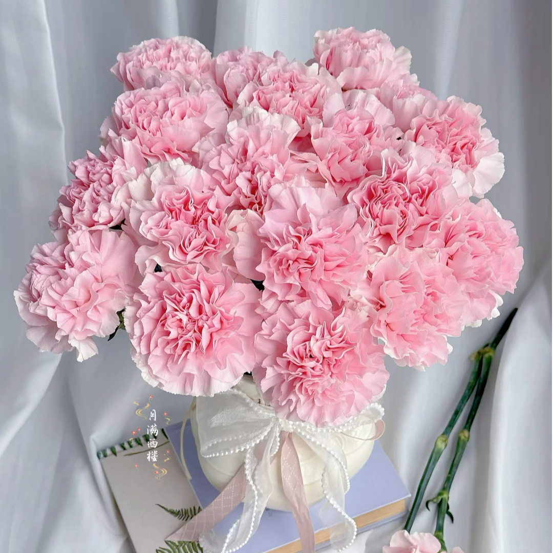 【粉色康乃馨】单头康乃馨 云南基地鲜花批发 收到需醒花