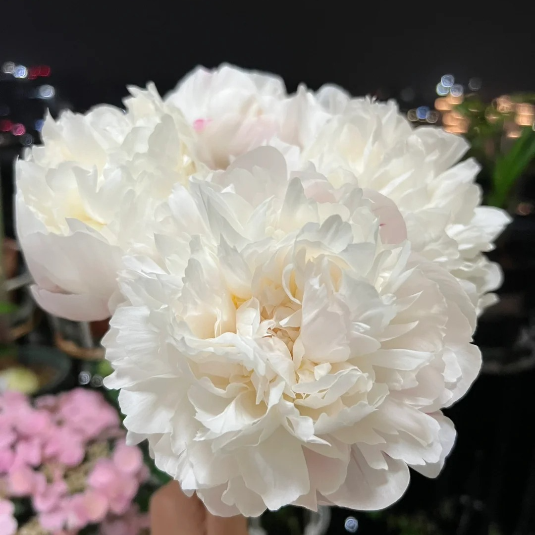 【王安园艺】出类拔萃/艺术班芍药基地直发高端花卉重瓣