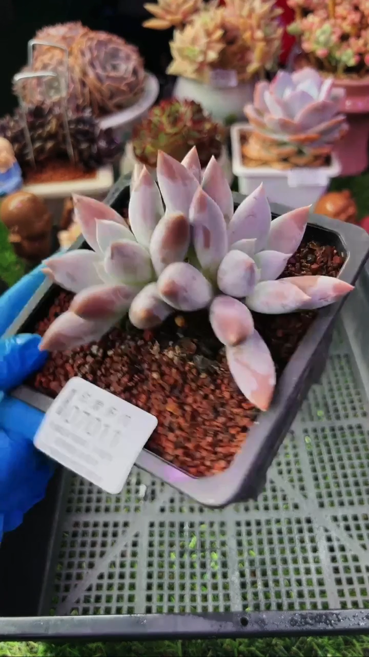 昆明印象多肉07011