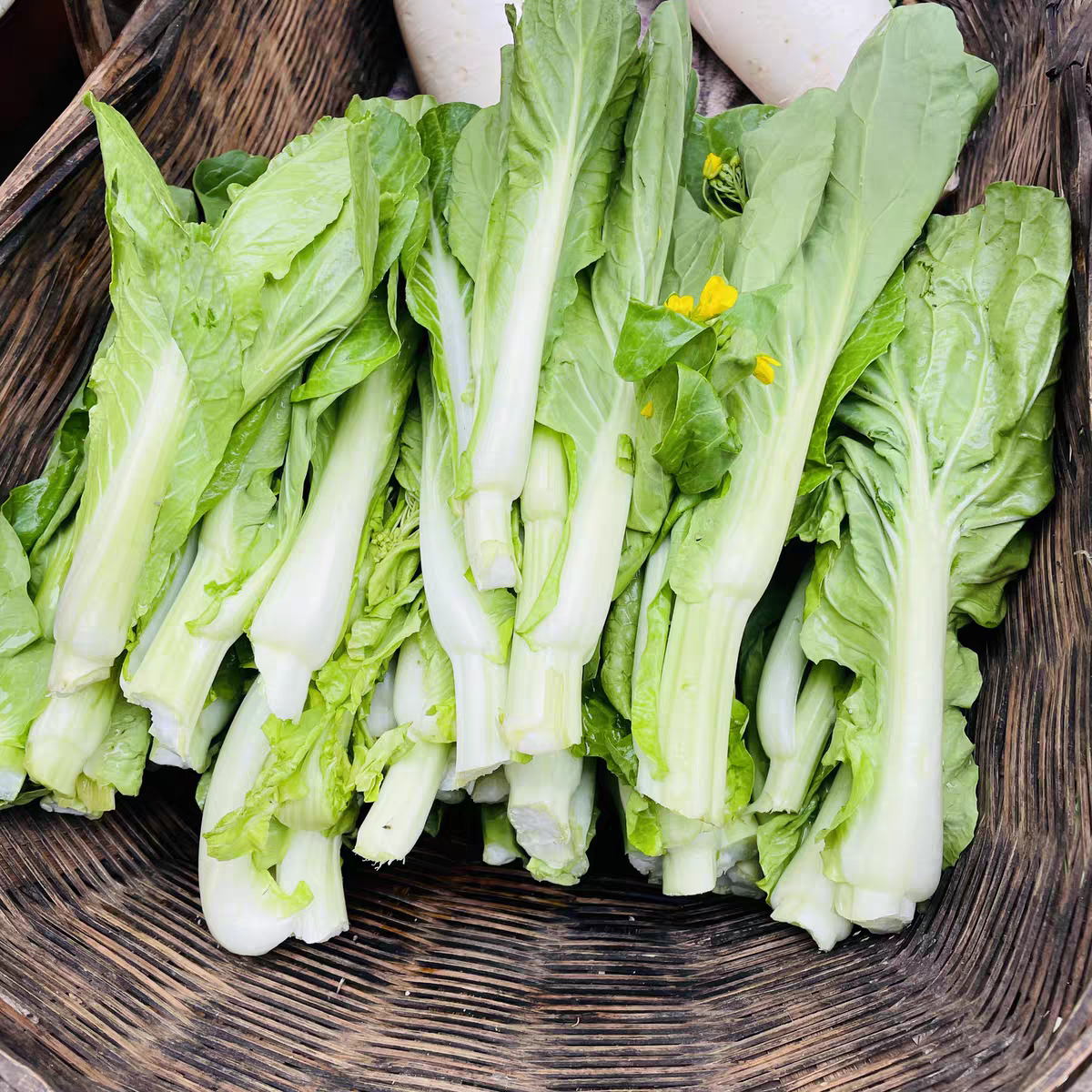 湖南衡阳露天种植新鲜白菜苔农家现摘现发当季蔬菜叶子菜伢菜苔