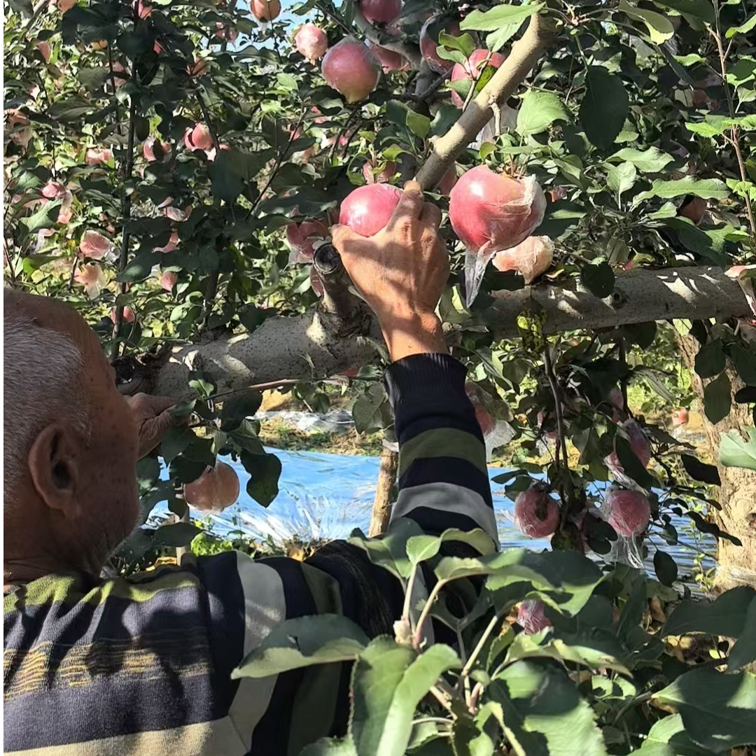 山西果园新鲜红富士冰糖心高原苹果纸袋无农药水果无污染