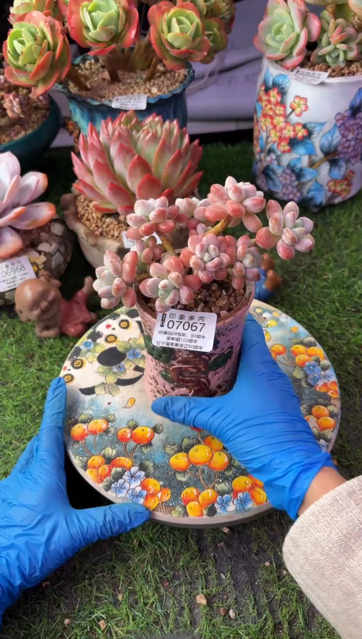 昆明印象多肉07067