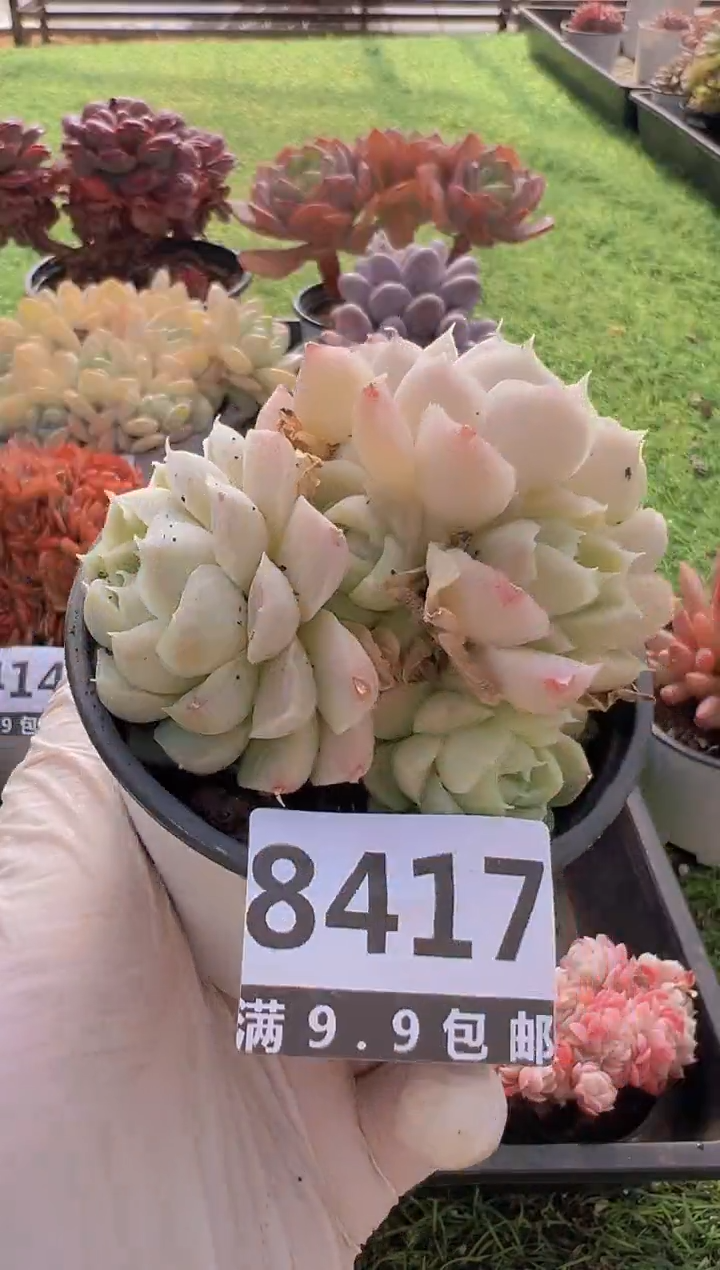 【闪购商品】信福多肉一物一拍