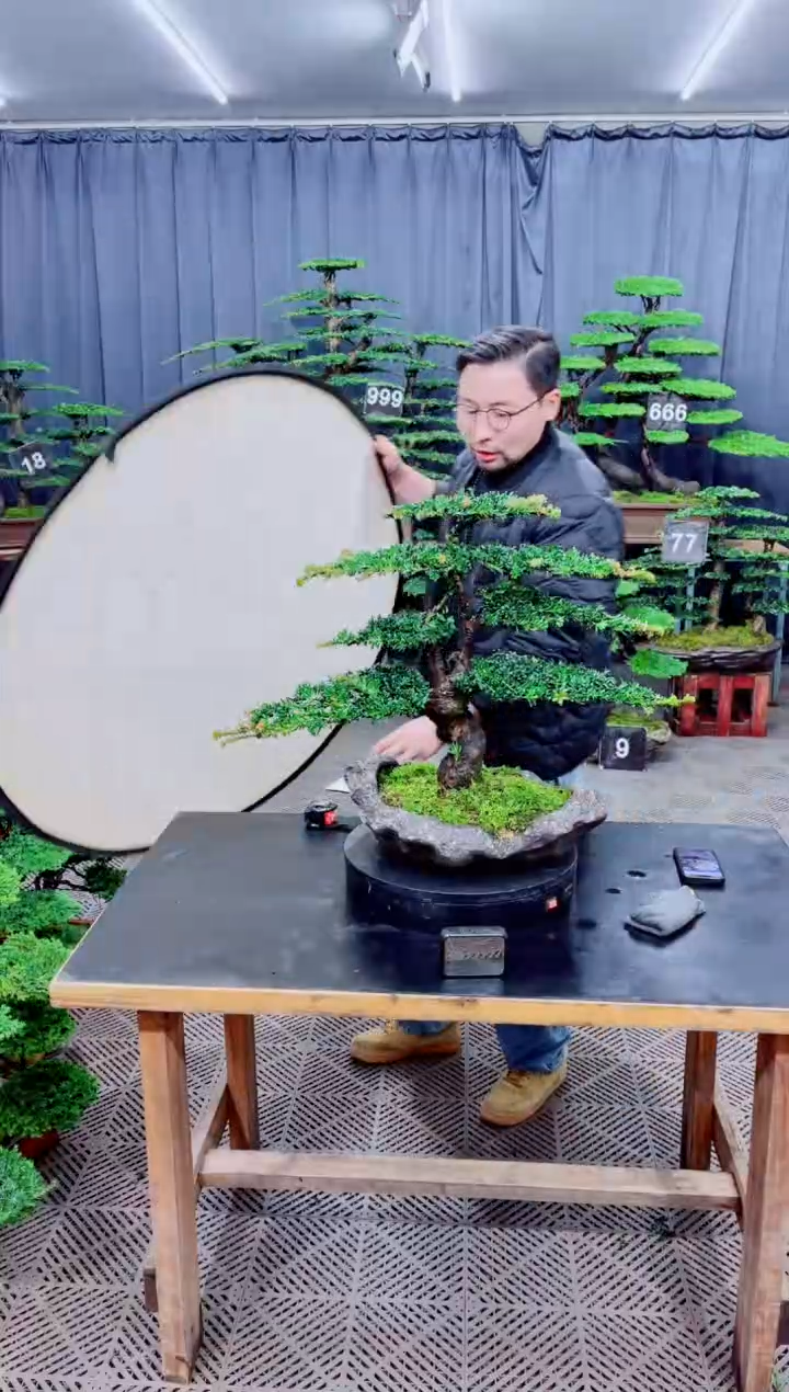 无花朵迎客松111松树盆景
