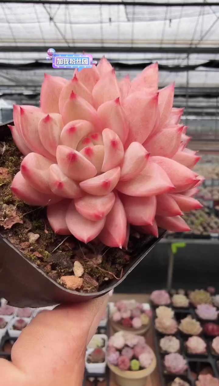 东云多肉园新款-264