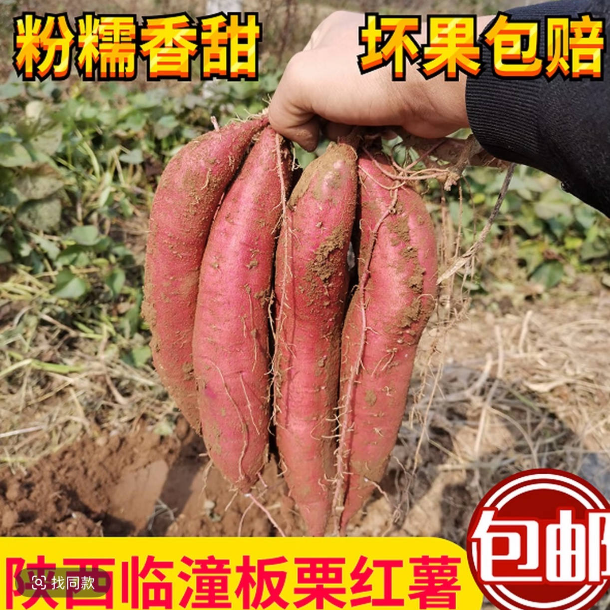 陕西临潼板栗红薯干面粉香甜烤地瓜白薯黄心 5斤/9斤