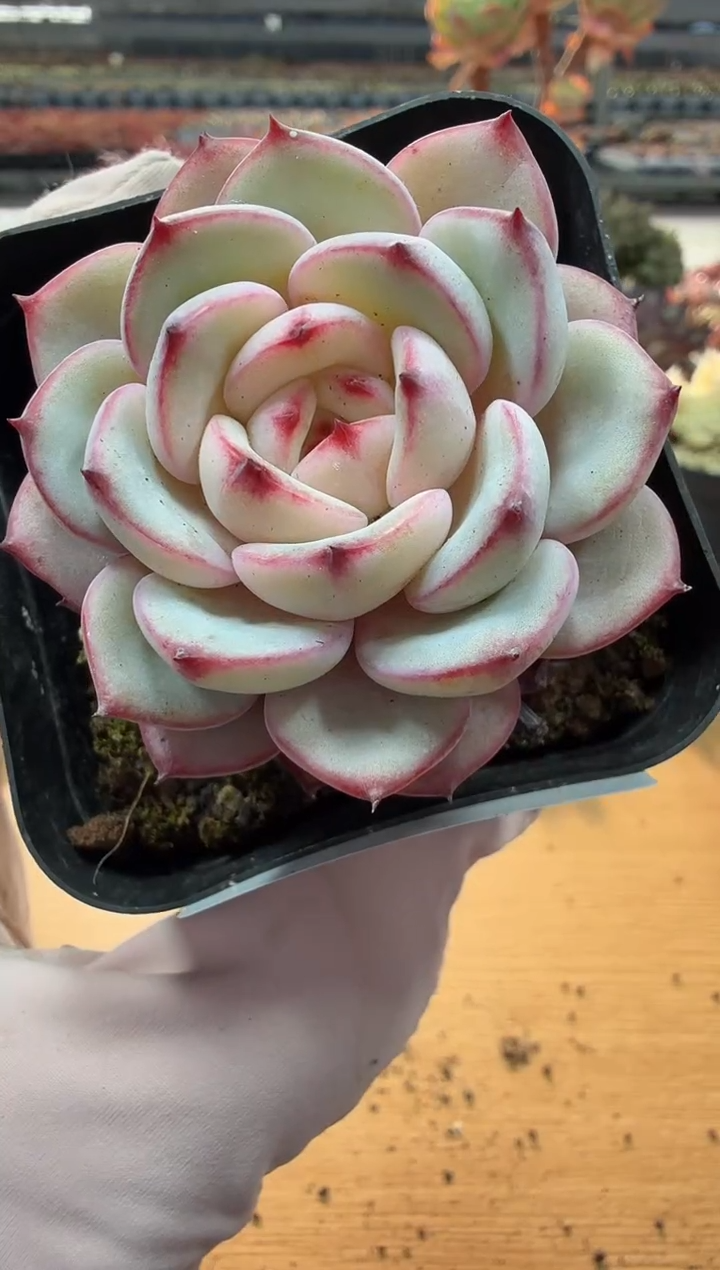 东云多肉园二店-37