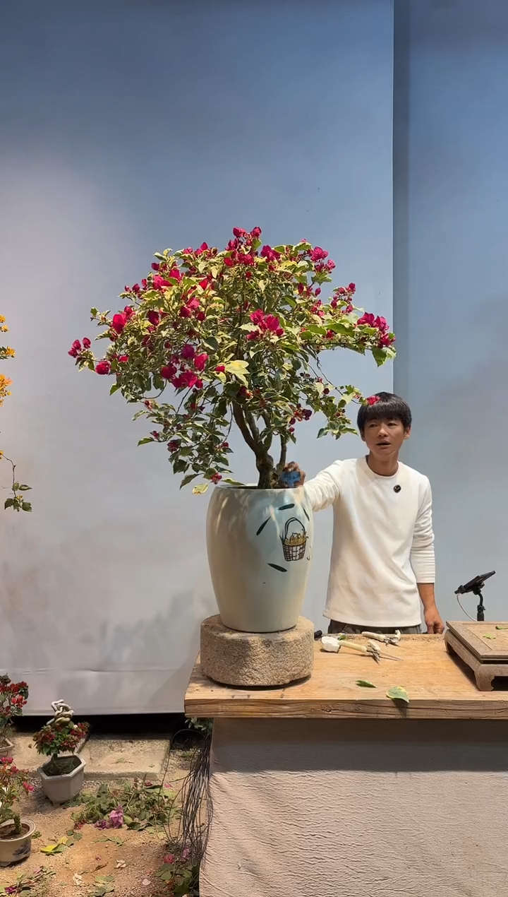 以实际为准三角梅62