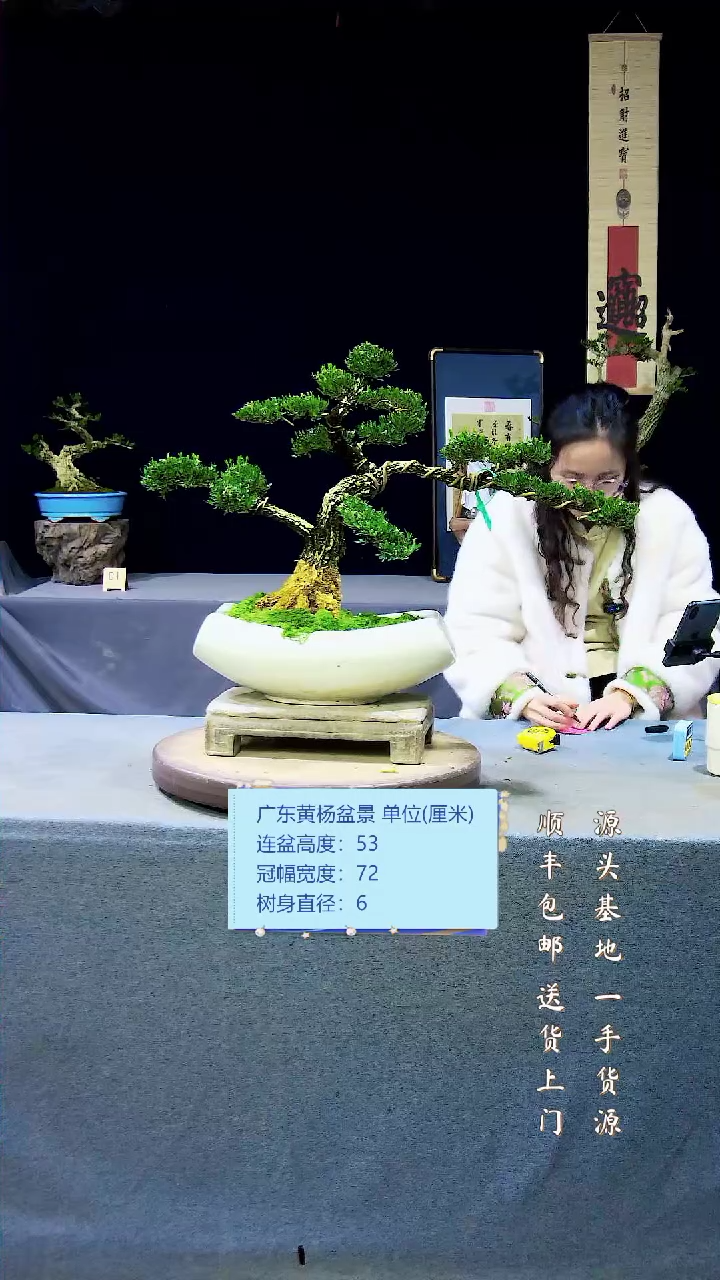 【闪购商品】雀舌黄杨盆景雀舌黄杨盆景