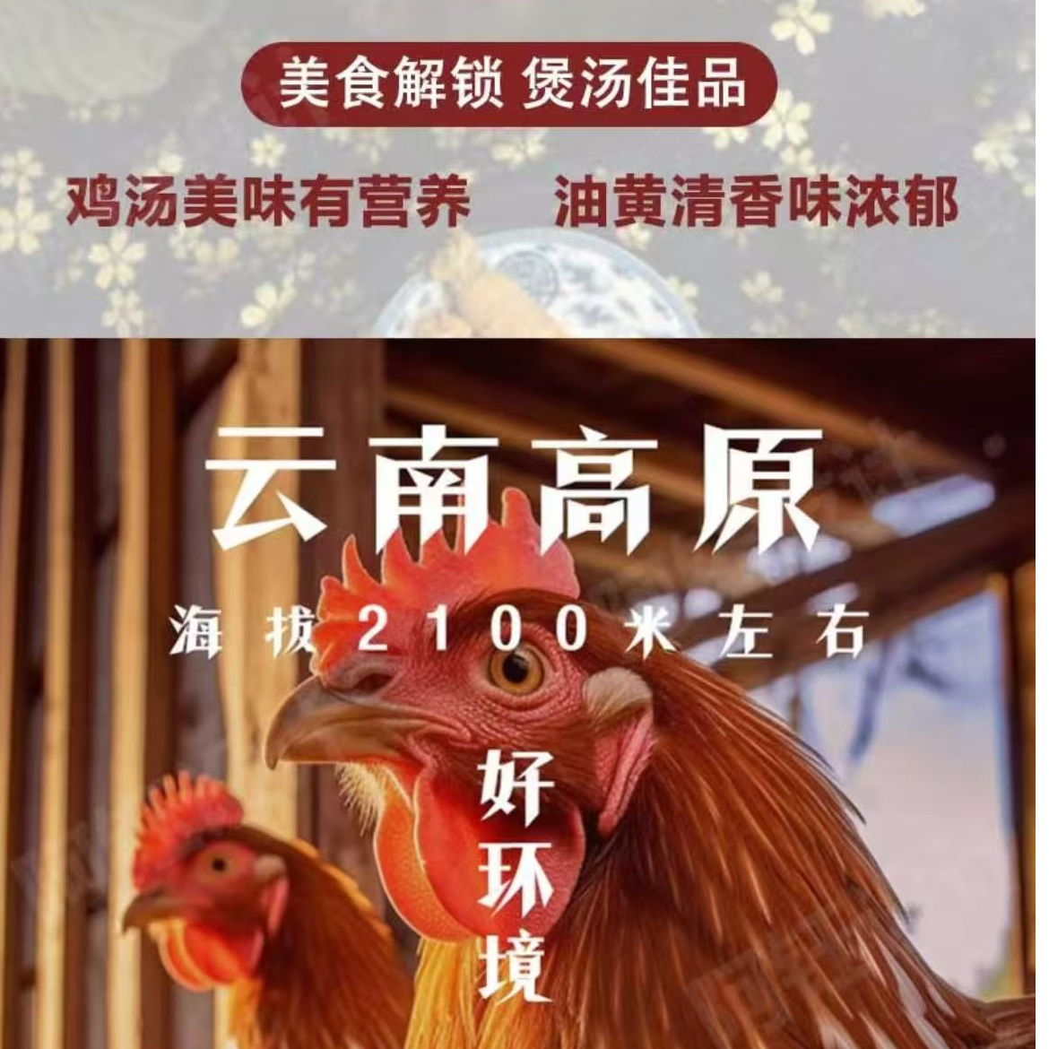 云南兜挺溜高山散养土母鸡