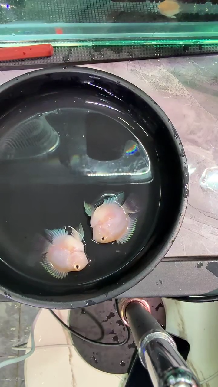 鹦鹉鱼11321231231321