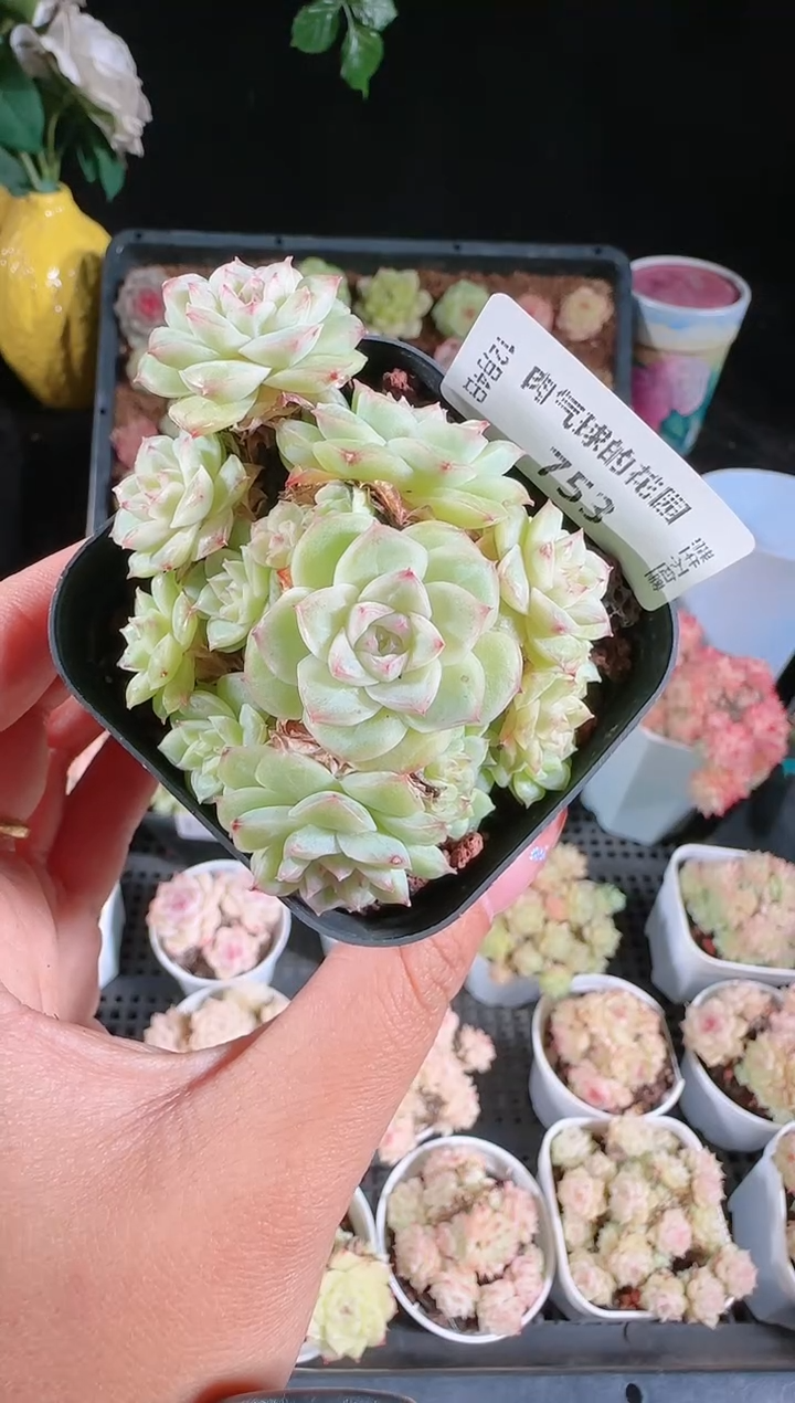 1204-753多肉群生不包整