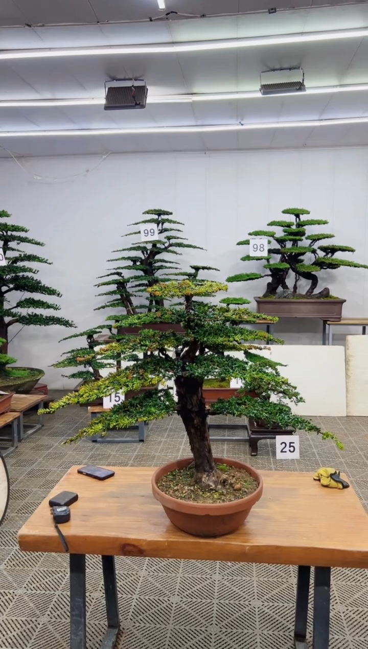 无花朵淡**定造型盆景一物一拍