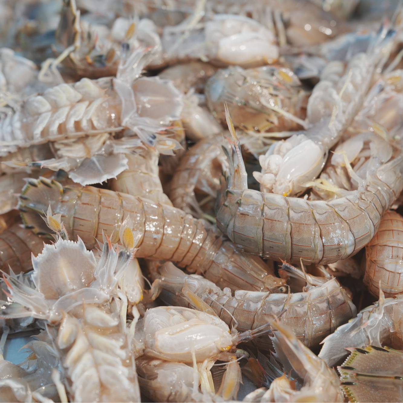 东营港皮皮虾海鲜三斤装