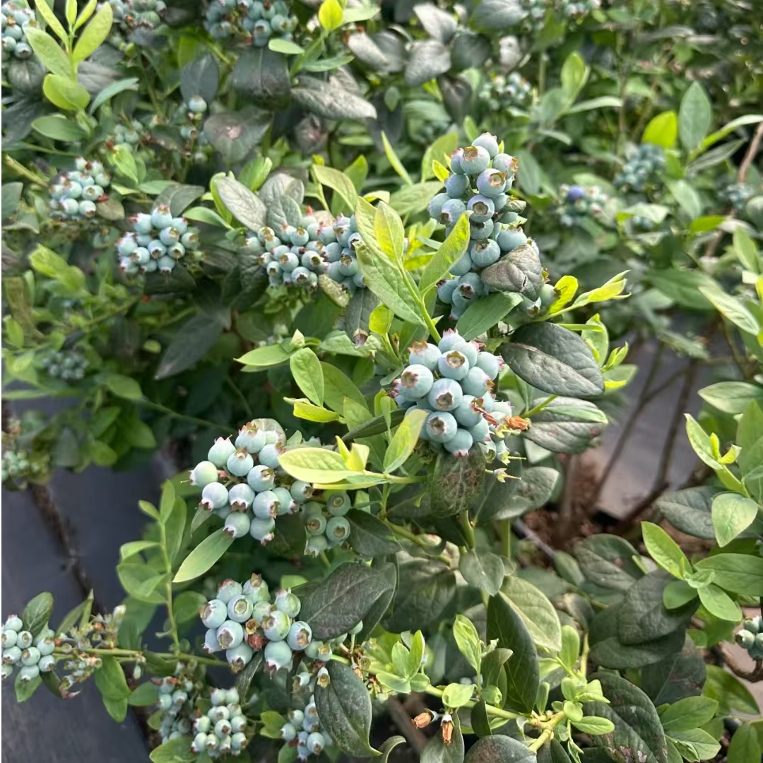 【开仓破价】L25蓝莓带花带花苞南北可种阳台盆栽耐寒耐热