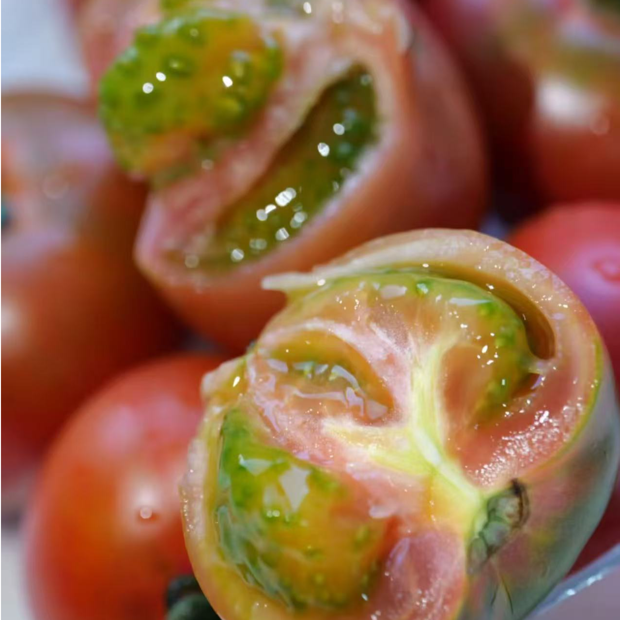 草莓柿子西红柿辽宁省