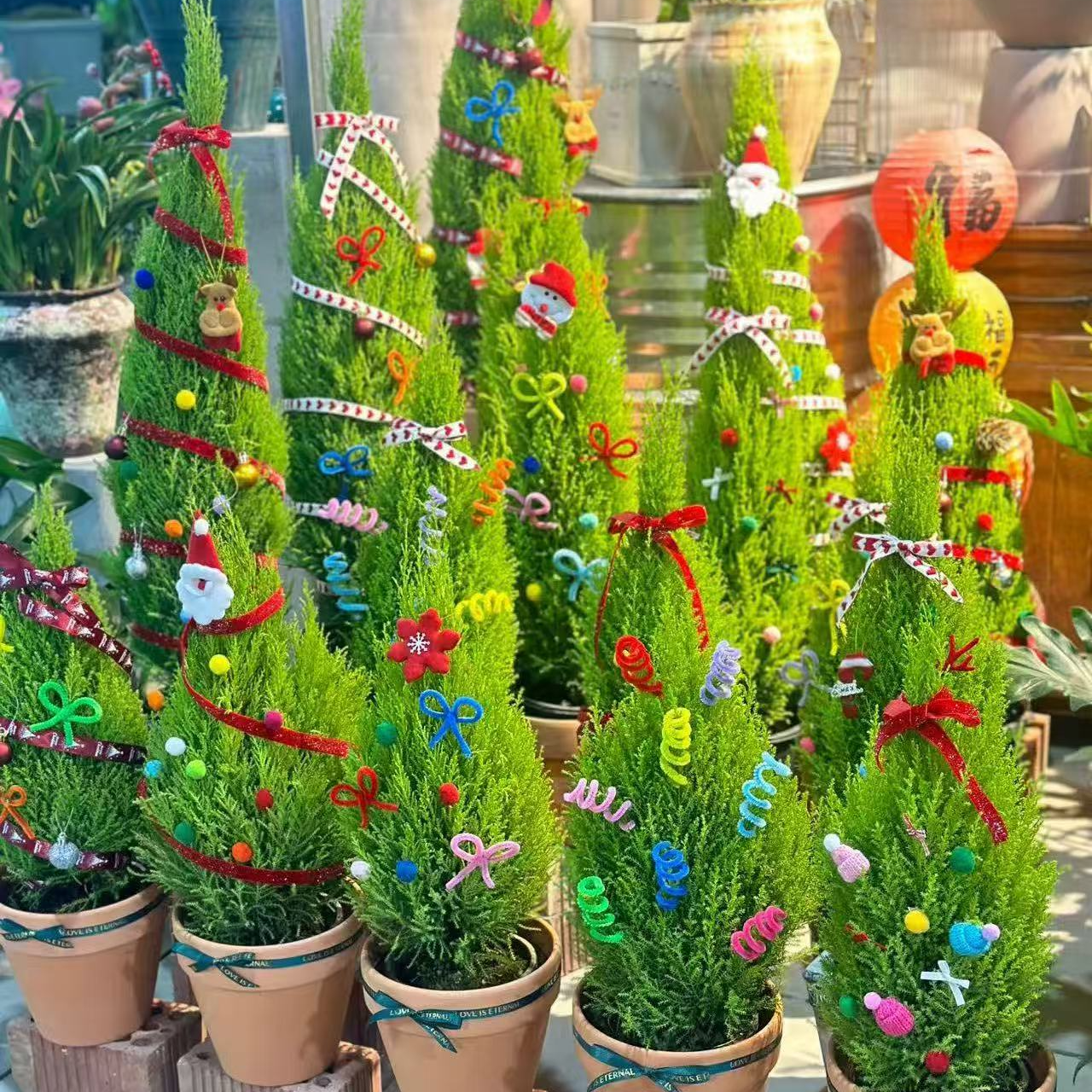 小香松圣诞树盆景四季常青办公室桌面绿植客厅好养耐寒植物