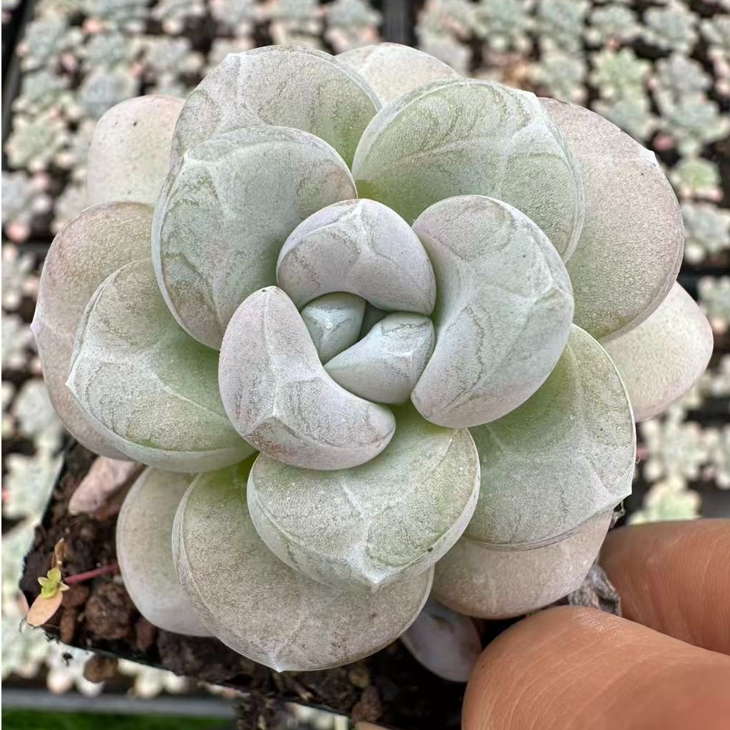 3#恐龙蛋多肉植物   前男友精品多肉 A601