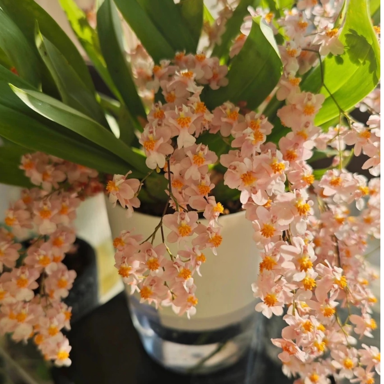 （一物一拍）香槟粉梦香兰甜香好养四季兰花绿植盆栽