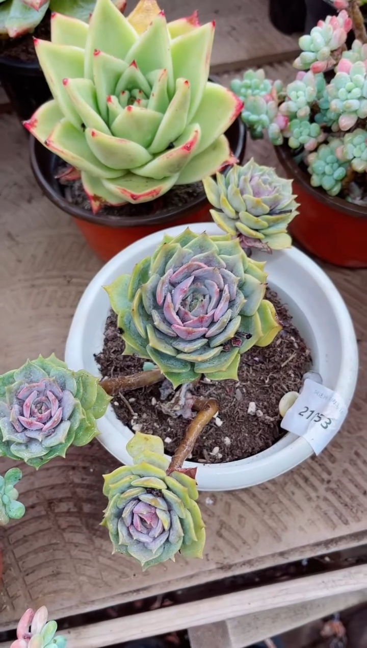 ^****^21053多肉植物一物一拍