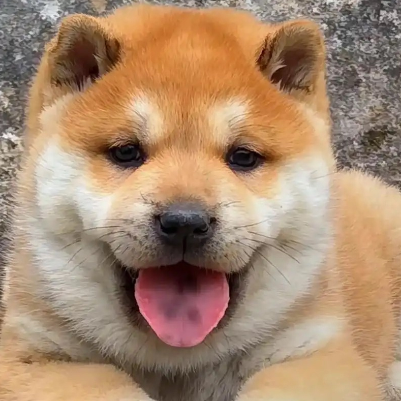 广西玉林田园犬活体狗狗土松