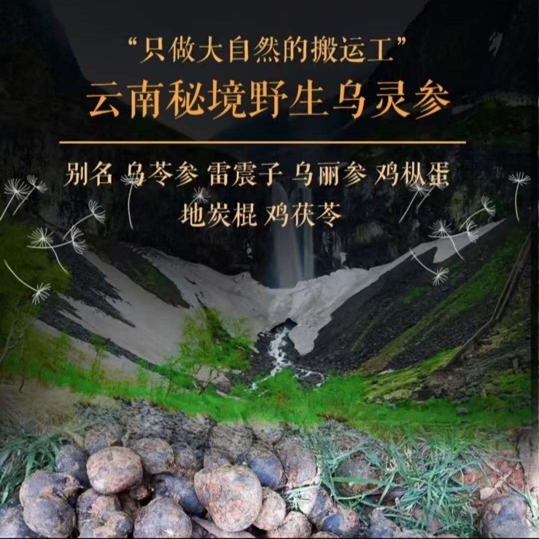 云南正宗山货 野生乌灵参 （小）