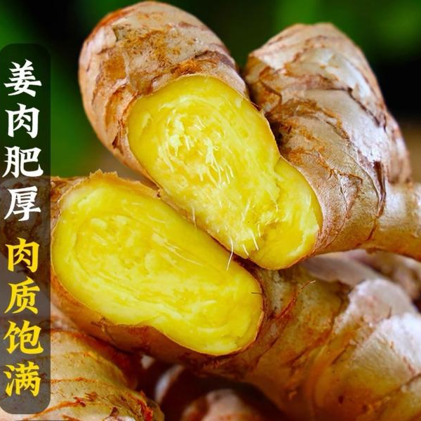 大姜辛辣十足姜味浓郁老姜