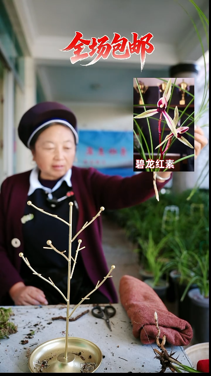 当前无花栽培后可以开花碧龙红素