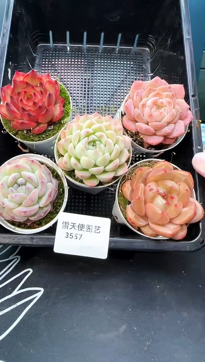 3 557   多肉 5  颗