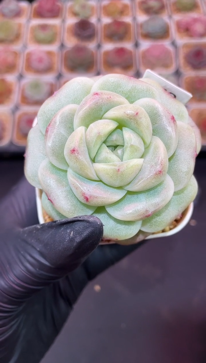 闪购365 超级糯翡母本多肉一颗 7厘米