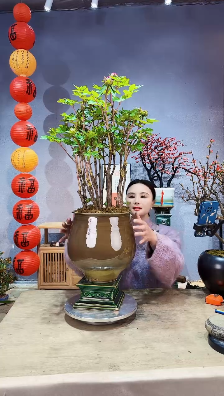 【闪购商品】盆景牡丹 洛阳红