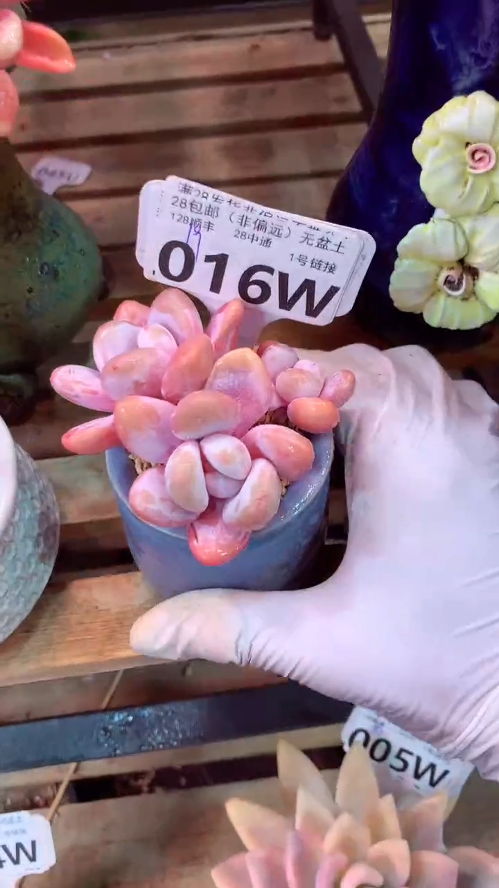 016W（一物一拍，精品多肉，w所见即所得 ）